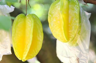 ​杨桃一天吃多少个 少吃为宜