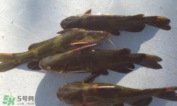 嘎鱼不适合什么人吃?黄颡鱼不适合什么人吃 嘎鱼不适合什么人吃?黄颡鱼不适合什么人吃