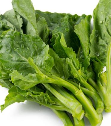 芥兰的种植 芥兰怎么种？