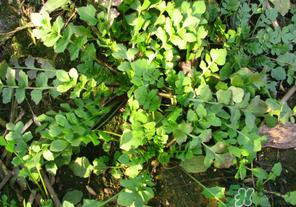 荠菜有草酸吗？荠菜草酸高吗？