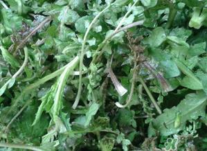 荠菜有草酸吗？荠菜草酸高吗？