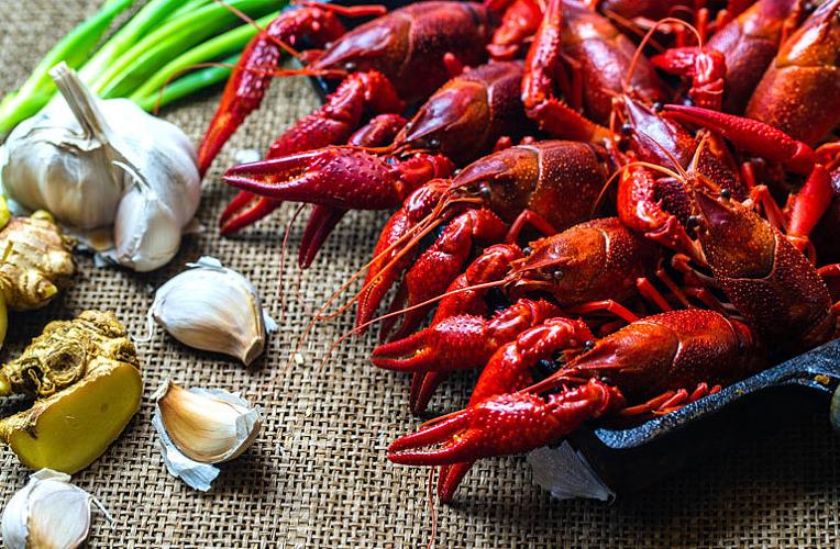 小龙虾寄生虫能煮死吗 小龙虾寄生虫多吗 小龙虾寄生虫能煮死吗 小龙虾寄生虫多吗