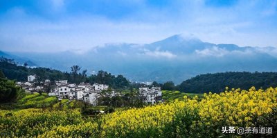 ​中国十大最美的油菜花海 | 江西婺源油菜花