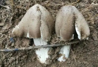 ​云南10种野生菌，你最喜欢吃哪几个？