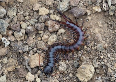 ​世界十大最毒蜈蚣排名，我国红巨龙蜈蚣见过吗？