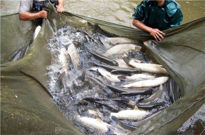 ​农村致富养殖什么好？成本低好养又挣钱的11个养殖项目