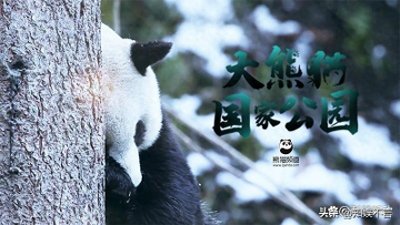 ​熊猫届的“网红明星”！个个都是“有故事的熊”！