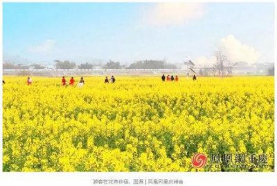 ​看彩色油菜花！第十三届潼南菜花节将于2月21日开幕
