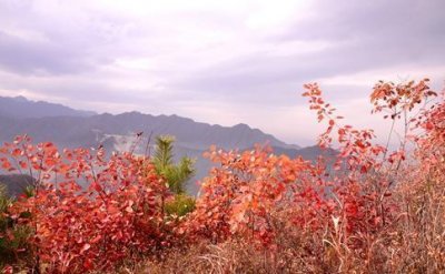 ​一个如字一团火几根羽毛是什么成语 答案是如火如荼