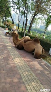 ​库布齐沙漠自驾游攻