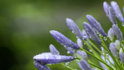 ​花之君子的君子是什么意思呀 花之君子也君子的意思