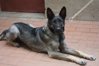 ​狼种犬的最优秀的后代:中华狼青霸气不输藏獒