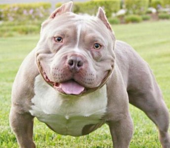 ​从这些猛狗的战斗力排行来看就知道它们是天生的圣斗士！