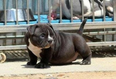 ​分享一波凶犬的幼犬照，这么奶萌的它们，你被诱惑了吗？