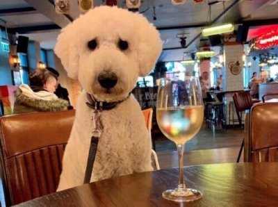​英国一巨型贵宾犬爱上逛酒吧 成当地明星狗