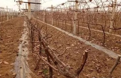 ​冬季葡萄树怎样修剪 葡萄冬季修剪的最佳时间和方法