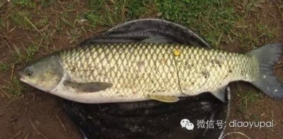 ​钓草鱼用什么饵最好（冬钓草鱼全攻略）