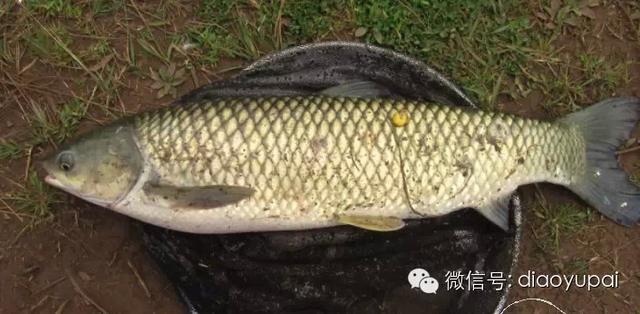 钓草鱼用什么饵最好（冬钓草鱼全攻略）(1)