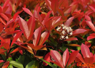 ​红叶石楠图片 红叶石楠寓意和象征