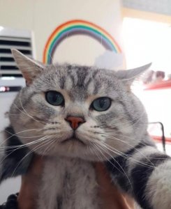 ​猫粮怎么喂？猫粮一天喂几次？