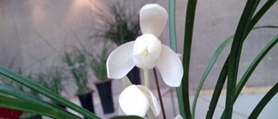 ​香艳高雅的永怀素，属于兰花中的极品，小苗价格是多少？