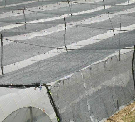 两米棚大姜什么时候拆遮阳网