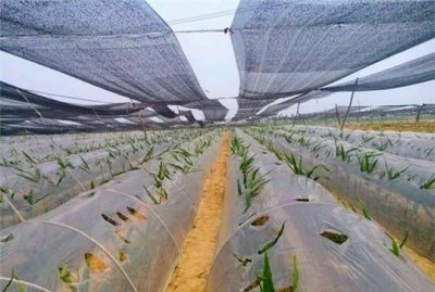 ​大姜什么时候撤遮阳网，大姜什么时候撤遮阳网？