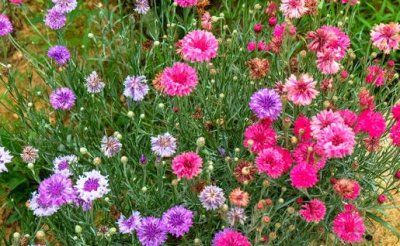 ​矢车菊的简介-矢车菊怎么种植？