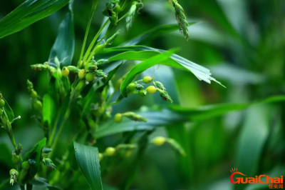 ​薏苡仁的功效与作用 薏苡仁