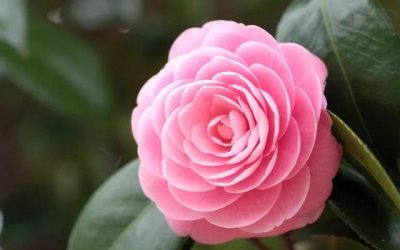 ​山茶花的花语和寓意和象征 山茶花的花语和寓意图片