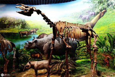 ​最大的陆地哺乳动物～巨犀