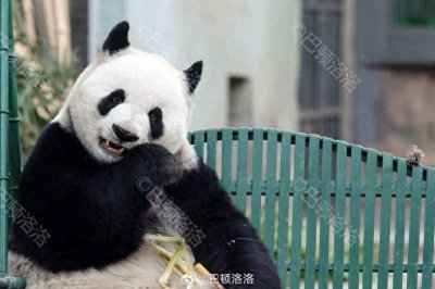 ​小鸟和大熊猫的不解之缘：萌兰养鸟，七仔被薅毛，爱姐追鸟~