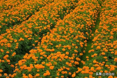 ​万寿菊高效栽培技术详解