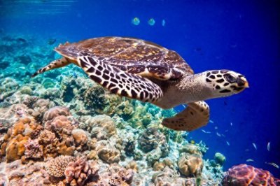 ​野生动物——从6个方面带我们走进玳瑁海龟Hawksbill Sea Turtle