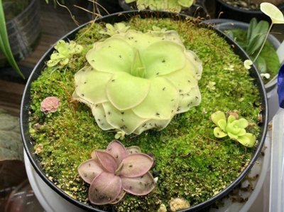 ​盆栽捕虫堇详细养护攻略，从幼苗带大，南北地区都可以入手