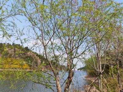 ​春暖花开，桃红柳绿，史上最有诗情画意的10首写柳诗，精彩纷呈