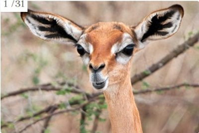 ​世界上最奇怪的30种动物