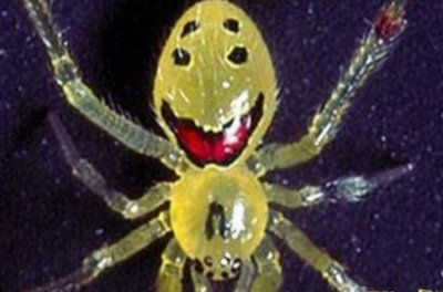 ​世界上最萌的蜘蛛—笑脸蜘蛛，浑身无毒，肚子上还长了个表情包