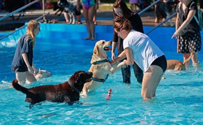 ​中国该禁止食用狗肉吗？