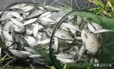 ​春季野钓鲫鱼黄金法则：这10个细节没做好，难怪你钓不过隔壁大爷