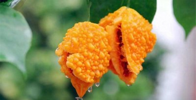 ​农村常见的野果，龙葵果，甜杆，覆盆子，马泡瓜，你吃过几种？