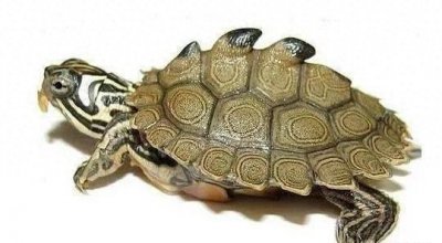 ​原创永不过时的六大养龟禁忌内容。养龟需遵守的六大禁...