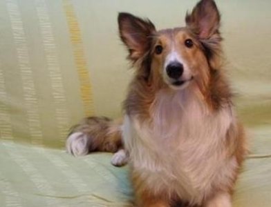 ​世界上最护主的狗排名前十名，你喜欢哪种狗呢？