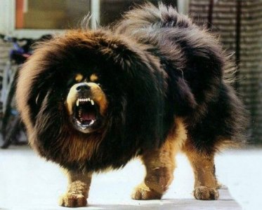 ​世界上最贵的10种狗狗，最贵的一条35万美金！而他就养了5条