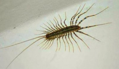 ​为什么家里会有草鞋虫？家里出现草鞋虫的原因！