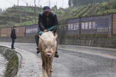 ​世界上十大高智商动物排行榜，谁才是最聪明的动物？