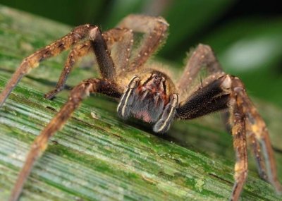 ​巴西游走蛛：世界最毒蜘蛛，男性被咬，还会引发持续“生理反应”
