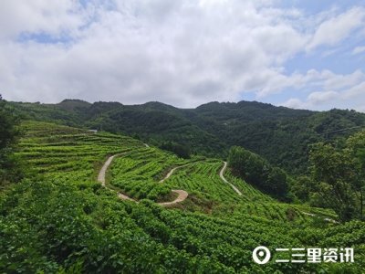 ​乡村振兴｜养蚕迎来丰收季，瀛湖镇中心村今年第一批桑蚕结茧了