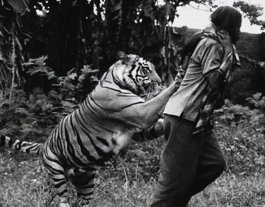 ​它是臭名昭著的食人虎，7年吃了436人，被载入世界吉尼斯纪录