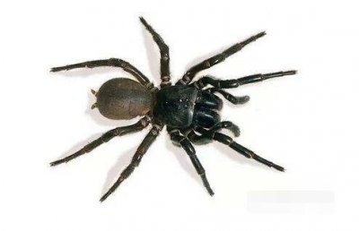 ​世界上最致命的蜘蛛